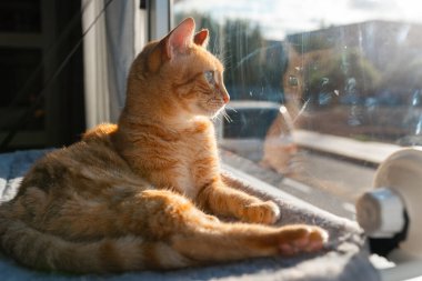 Kahverengi tekir kedi ve yeşil gözlü hamak pencerenin yanında.