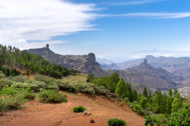 Gran Canaria 'nın tepesinde. Arka planda Ayacata dağları olan çam ağaçları. İspanya Kanarya Adaları.