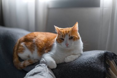 Kahverengi ve beyaz kedilerin sarı gözleri pencerenin altındaki gri koltukta uzanıyordu.