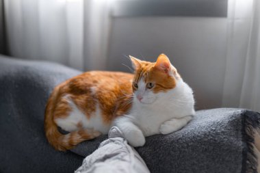 Kahverengi ve beyaz kedilerin sarı gözleri pencerenin altındaki gri koltukta uzanıyordu.