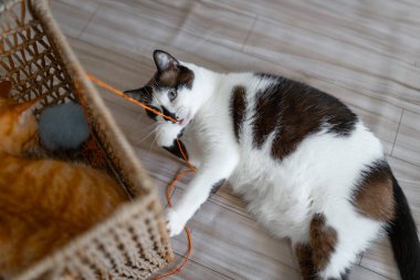 Evcil kediler oturma odasında hasır sepetle oynuyorlar.