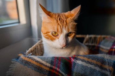 Kapat. Pencerenin yanındaki sepette mavi gözlü kahverengi ve beyaz bir kedi.
