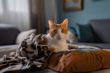 Kahverengi ve beyaz kedinin sarı gözleri leopar battaniyesiyle kaplıydı.