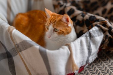 Evcil kediler oturma odasında bavulla oynuyorlar.