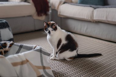 Evcil kediler oturma odasında bavulla oynuyorlar.