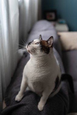 Pencerenin yanında mavi gözlü siyah beyaz kedi