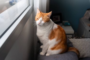 Kahverengi ve beyaz kedi Pencerenin yanında sarı gözlü