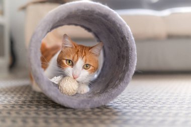 Yeşil gözlü kahverengi kedi bir kedi oyuncağıyla oynuyor.