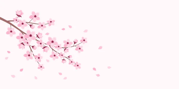 stock vector Pink cherry blossom branch with falling petals on a soft pink background, copy space. Vector illustration in flat style