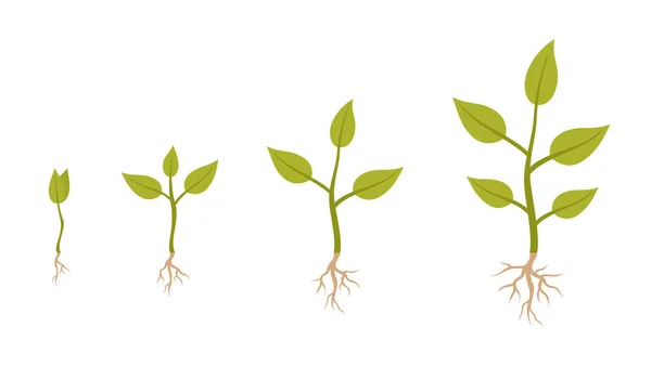 植物の成長段階のインフォグラフィック 白い背景に根が孤立した植物 平面ベクトル図 — ストックベクタ