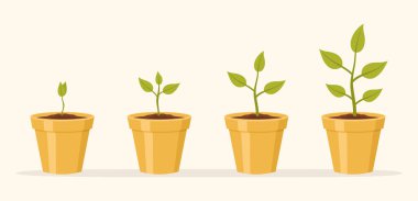 Sarı seramik saksılarda bitkiler. Bitki yetiştirme aşamalarının bilgileri. Düz vektör illüstrasyonu