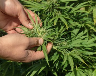 Marihuanayı elle kontrol eden bir çiftçi. CBD 'li organik kenevir Sativa Kadın Bitkileri. Sağlık ve ilaç kullanımları için yüksek kaliteli tıbbi esrar içeren yasal tarım