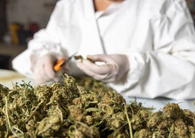 Eldiven giymiş kadın işçiler kuru tomurcuklar ve cilt bakımıyla elde edilen marihuana yapraklarıyla makas buduyorlar. Sağlık hizmetleri ve ilaç kullanımları için CBD ile yasal tıbbi esrar üretimi