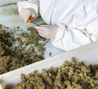 Eldivenli kadın işçi kuru tomurcuklardan ve infloresanslardan elde edilen marihuana yapraklarıyla makas buduyor. Sağlık hizmetleri ve ilaç kullanımları için CBD ile yasal tıbbi esrar üretimi 