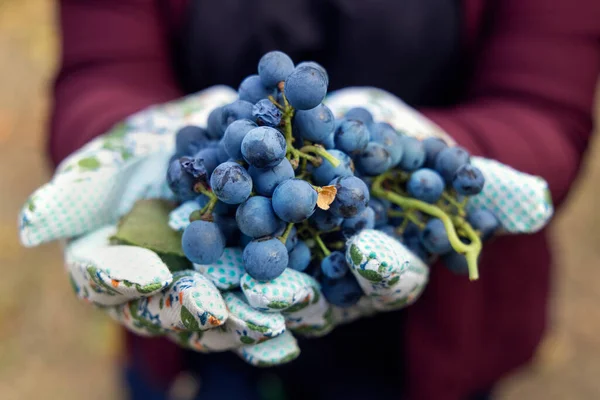 Bauernhände Handschuhen Die Rote Trauben Während Der Weinlese Italienischen Weinberg — Stockfoto