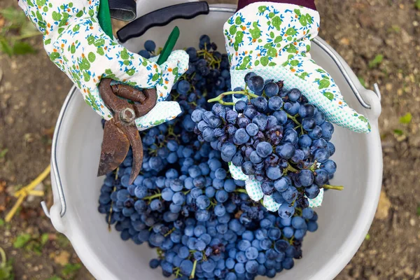 意大利葡萄园 农民的手戴着手套 在收获葡萄酒的过程中把红葡萄放进桶里 俯瞰全景 秋天里阳光灿烂 — 图库照片