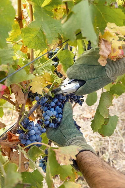Farmer Hands Gloves Cutting Red Grapes Secateurs Vine Plant Wine Royalty Free Stock Images