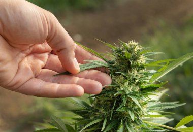 Marihuanayı elle kontrol eden bir çiftçi. CBD 'li organik kenevir Sativa Kadın Bitkileri. Sağlık ve ilaç kullanımları için yüksek kaliteli tıbbi esrar içeren yasal tarım