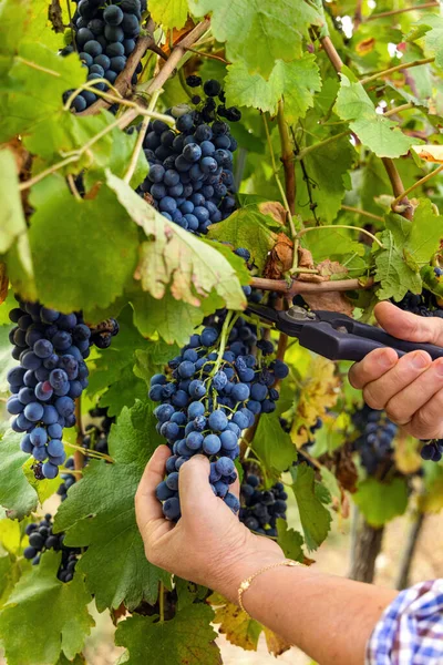 在意大利葡萄园的葡萄酒收获过程中 农夫的手在葡萄树上切红葡萄 秋天里阳光灿烂 — 图库照片