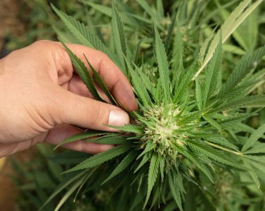 Marihuanayı elle kontrol eden bir çiftçi. CBD 'li organik kenevir Sativa Kadın Bitkileri. Sağlık ve ilaç kullanımları için yüksek kaliteli tıbbi esrar içeren yasal tarım