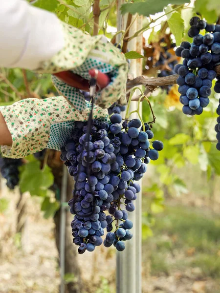 意大利葡萄园的葡萄酒收获期间 农夫的手戴着手套 用葡萄树的分枝切红葡萄 关门了 秋天里阳光灿烂 — 图库照片