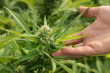 Marihuanayı elle kontrol eden bir çiftçi. CBD 'li organik kenevir Sativa Kadın Bitkileri. Sağlık ve ilaç kullanımları için yüksek kaliteli tıbbi esrar içeren yasal tarım