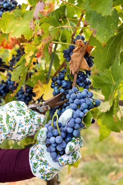 意大利葡萄园的葡萄酒收获期间 农夫的手戴着手套 用葡萄树的分枝切红葡萄 关门了 秋天里阳光灿烂 — 图库照片