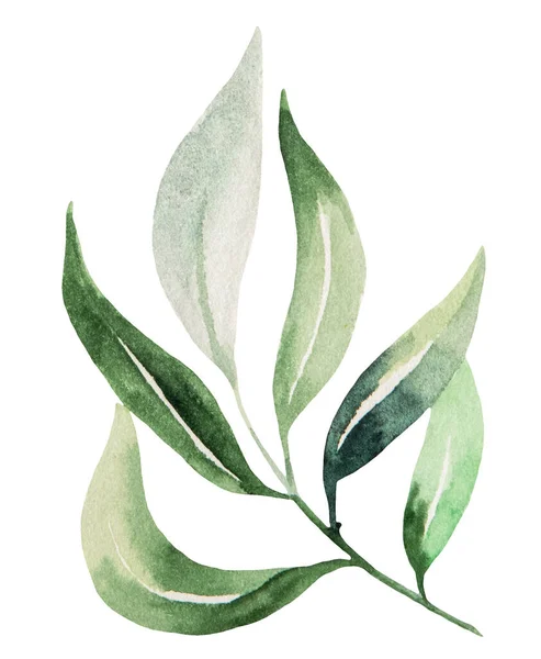 Zelená Akvarel Větvička Listy Ilustrace Zahradní Izolovaný Prvek Pro Letní — Stock fotografie