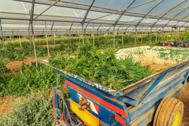 Çiftçilerin traktörüne marihuana ekiyorum. CBD 'li organik kenevir Sativa Kadın Bitkileri. Yasal marihuana çiftliği, sağlık ve ilaç kullanımları için yüksek kaliteli tıbbi esrar sunmaktadır.