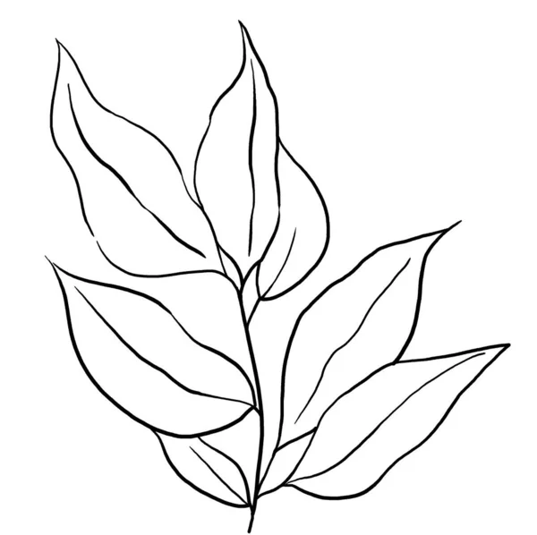 Black Outlines Botanical Leaves Illustration Isolated Single Elements Summer Wedding — ストック写真