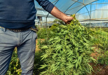 Farmer Worker with cutted Marijuana plants in hand. Organic Cannabis Sativa Female Plants with CBD. Legal marihuana plantation with medicinal cannabis for healthcare and medicine 
