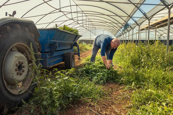Farmer Worker Harvesting Marijuana Puts Cutted Plants Tracktor Organic Cannabis — Stock Photo, Image