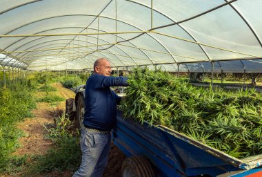 Farmer Worker harvesting Marijuana, puts cutted plants on tracktor. Organic Cannabis Sativa Female Plants with CBD. Legal marihuana plantation with medicinal cannabis for healthcare and medicine 