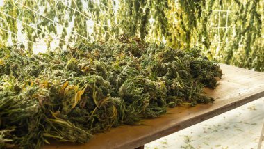 Marijuana plants dry on a table in a barn. Organic Cannabis Sativa Female Plants with CBD. Legal marihuana plantation with medicinal cannabis for healthcare and medicine 