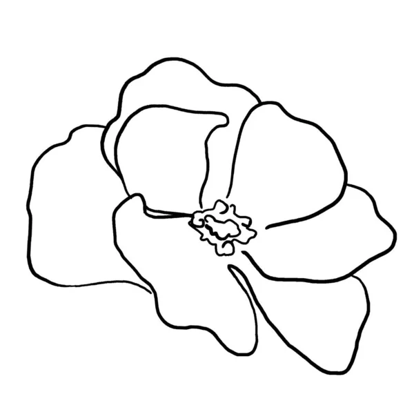 Рука Намальована Чорна Квітка Ілюстрація Ізольована Романтичний Квітковий Елемент Весілля — стокове фото