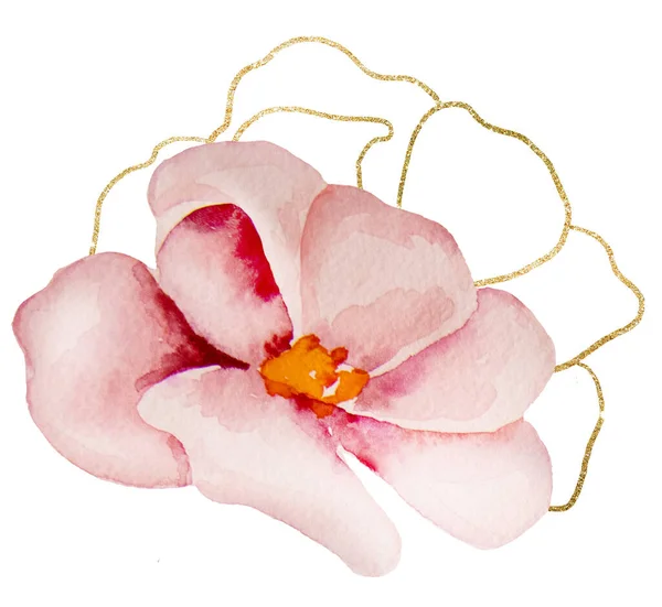 Acuarela Rosa Claro Contornos Dorados Peonía Flor Ilustración Aislada Elemento —  Fotos de Stock
