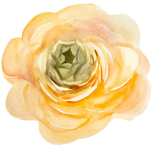 Акварельный Желтый Оранжевый Цветок Изолированная Иллюстрация Романтический Цветочный Элемент Свадебных — стоковое фото