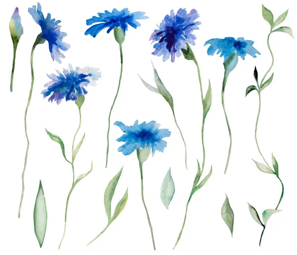 Aquarelle Illustration Bleuets Feuilles Bleus Isolée Éléments Floraux Jardin Pour — Photo