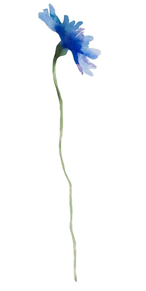 Akvarel Modrý Chrpa Volně Květ Izolované Ilustrace Zahradní Květinový Prvek — Stock fotografie