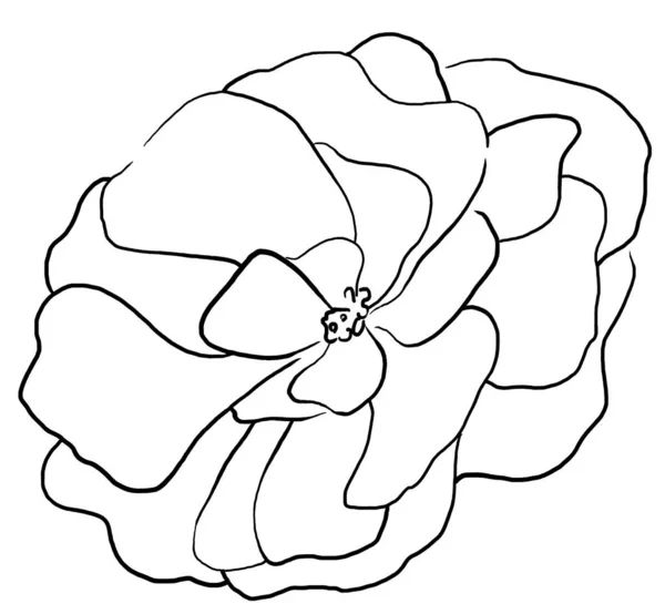 Рука Намальована Чорна Квітка Півонії Ілюстрація Ізольована Романтичний Квітковий Елемент — стокове фото