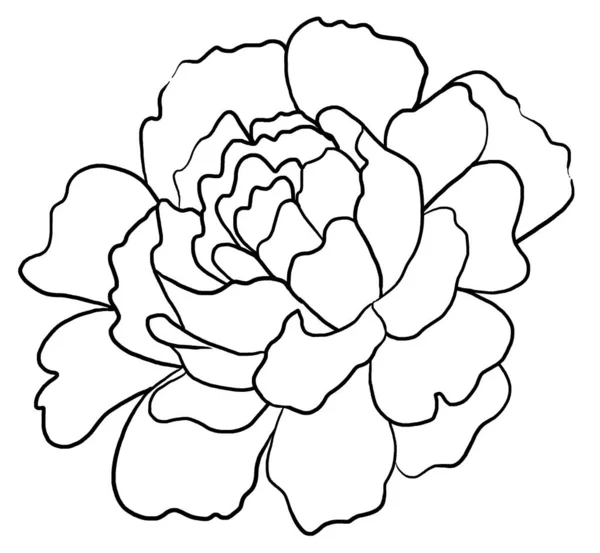 Kézzel Rajzolt Fekete Körvonalak Bazsarózsa Virág Illusztráció Elszigetelt Romantikus Virágos — Stock Fotó