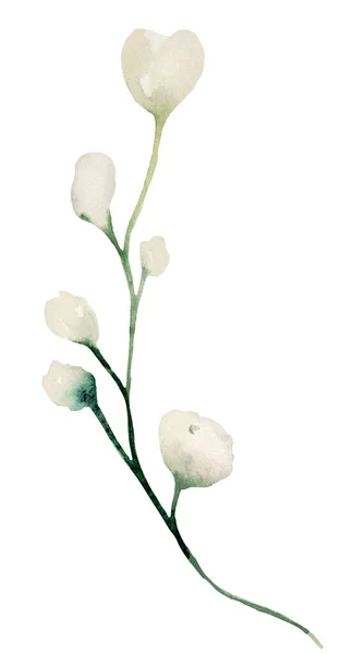 Aquarelle Fleur Sauvage Blanche Illustration Isolée Elément Floral Jardin Pour — Photo