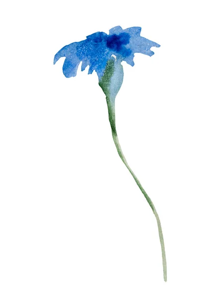 Acuarela Aciano Azul Flor Silvestre Ilustración Aislada Elemento Floral Jardín —  Fotos de Stock