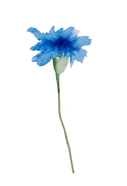 Aquarelle Bleuet Bleu Illustration Isolée Fleurs Sauvages Elément Floral Jardin — Photo