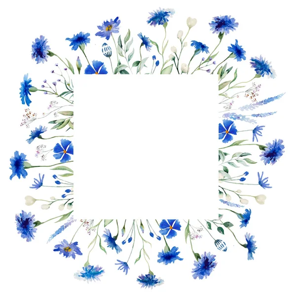 Akvarel Modrá Chrpa Volně Rostoucí Květy Čtvercový Rám Izolované Ilustrace — Stock fotografie