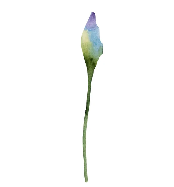 Akvarel Modrý Chrpa Pupen Volně Květ Izolované Ilustrace Zahradní Květinový — Stock fotografie
