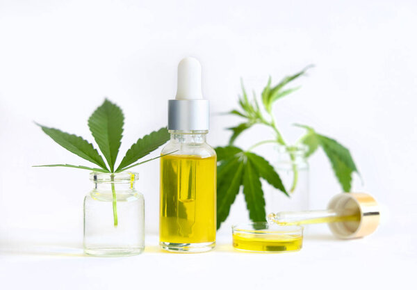 Dropper bottle with pipette near green cannabis leaves close up on white. Organic skincare beauty product. Eco friendly CBD oil. Alternative healthcare concep