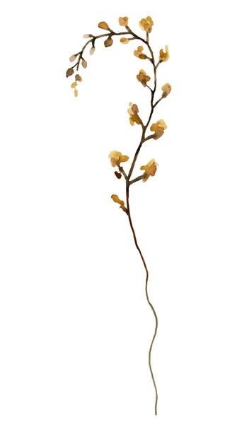 Acuarela Marrón Amarillo Flores Silvestres Ilustración Aislada Jardín Elemento Floral — Foto de Stock
