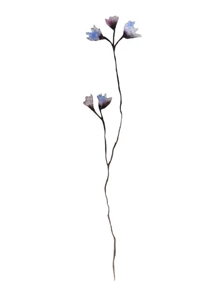 Akvarel Modré Šedé Divoké Květy Izolované Ilustrace Zahrada Květinový Prvek — Stock fotografie