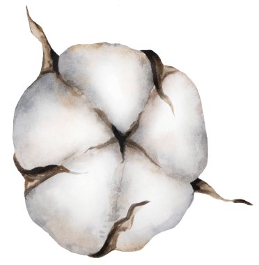 El boyasıyla boyanmış suluboya kurutulmuş pamuk çiçeği, boho çizimi izole edilmiş. Bohem düğün tasarımı, tebrik kartları ve el işi için bej tasarım elementi